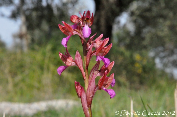 conferma id. Anacamptis papilionacea